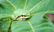 Le Froggge