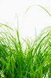 Gras