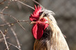 Rooster