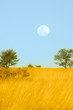 Moonrise over the savannah