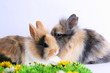 Zwei Kaninchen
