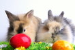 Zwei Kaninchen