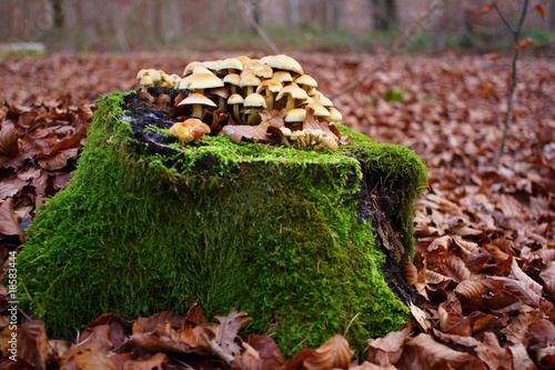 Foto: Baumstumpf mit Pilzen Baumstumpf mit Pilzen
