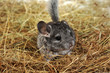 Grey nice chinchilla Grey nice chinchilla