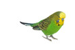 portrait of  budgerigar