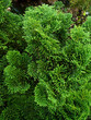 jardin d'ornementation