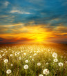 Meadow