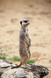 Suricata