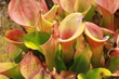 heliamphora nutans