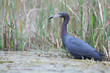 Little Blue Heron