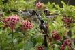 Family of New Holland Honeyeaters - Native Australian Birds