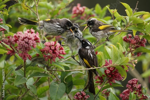 Photo: Family of New Holland Honeyeaters - Native Australian Birds Family of New Holland Honeyeaters - Native Australian Birds