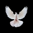 A free flying white dove isolated on a black A free flying white dove isolated on a black