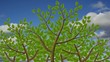 Much animated trees with alpha channel