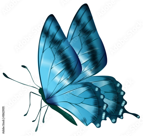 Illustration: butterfly butterfly