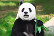 Giant panda