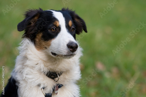 Australian Shepherd Welpe Australian Shepherd Welpe