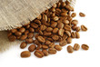 Seed of coffee