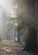 Path crossing autumnal misty forest Path crossing autumnal misty forest