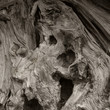 Old tree