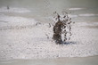 Splashes of boiling mudpool, Wai-O-Tapu Thermal Wonderland