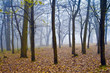 Foggy fores