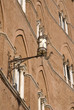 Siena's main square