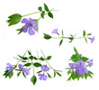 periwinkle flower set