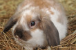 rabbit on hay
