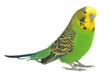 portrait of budgerigar portrait of budgerigar