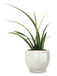 orchid