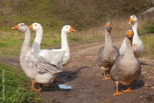 Photo: gooses gooses