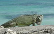 iguane