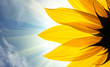 Sunflower in rays of sun over sky background Sunflower in rays of sun over sky background