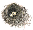 nest