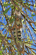 Iguana