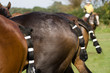 String of polo ponies being walked