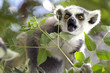 Lemur