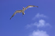 In Plain Flight