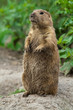 Big prairie dog stading straight