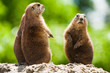 Ground of prairie dogs