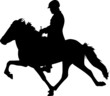 Toelt 20 - IcelandicHorse
