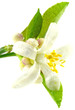 fleur blanche, boutons floraux agrume fond blanc