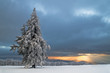 Weihnachtsbaum