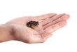 Toad Toad
