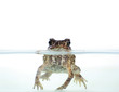 Toad Toad