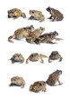 Toad Toad