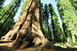 Sequoia