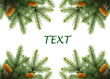 Pine branches
