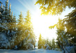 Winter in forest